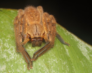 Funnel Spider Macro