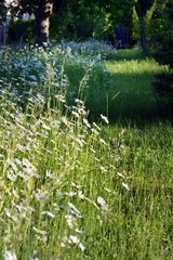 Łąka stokrotek © Monika