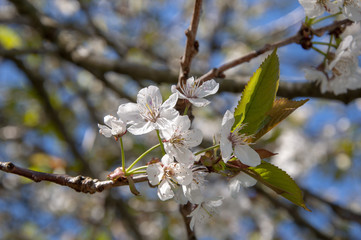 Frühling in Kiel - Botanischer Garten Mai 2018