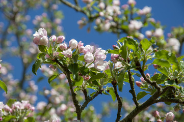 Frühling in Kiel - Botanischer Garten Mai 2018