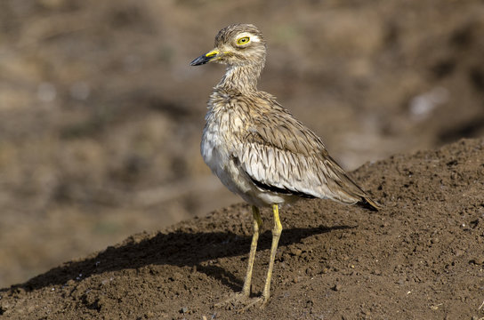 Oedicnème Du Sénégal,.Burhinus Senegalensis, Senegal Thick Knee, Sénégal