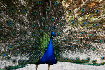 Obraz premium Male blue indian peafowl
