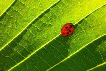 Ladybug on green leaf plant as background