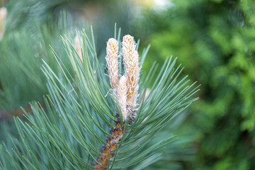 Pine flower close up