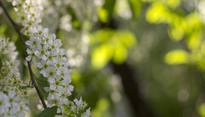 Spiraea white flowers on the background of green leaf. An ornamental plant used in landscape design, as a living fence and not only