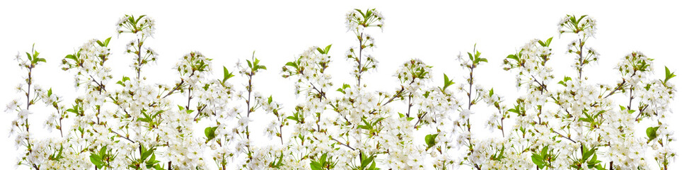 Decoration with blooming cherry twigs in a row on a white background.
