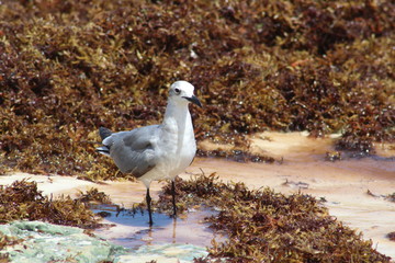 Naturaleza en la playa