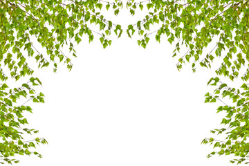 Frame of birch twigs with leaves on a white background.

