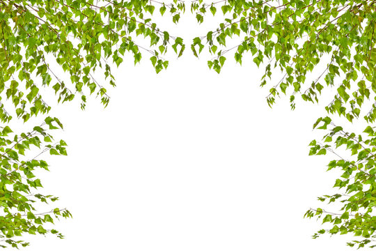 Frame of birch twigs with leaves on a white background.
