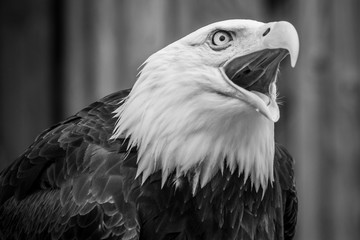 Bald Eagle Calling/Crying/Screeching, Black and White