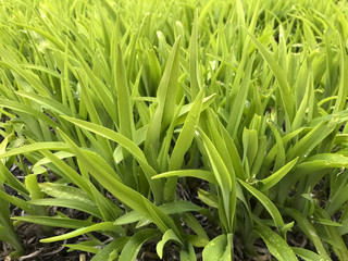 Juicy green grass after rain in spring