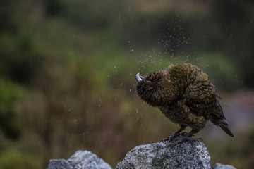 Kea shakes off rain water, New Zealand