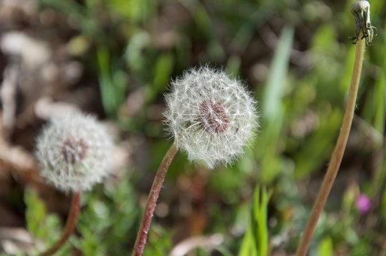 Fototapeta Fruits of the dandelion plant