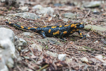 Salamandra plamista © Wiesaw