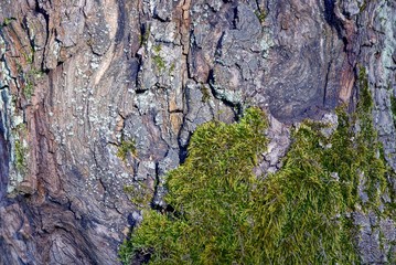 natural wood texture of bark and moss