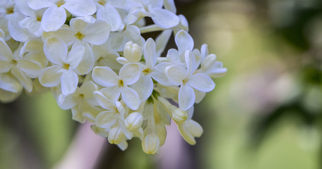 Honey white lilac close-up, with selective focus.