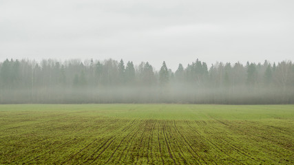 Obraz na płótnie Canvas Fog on the green field and forest at the background