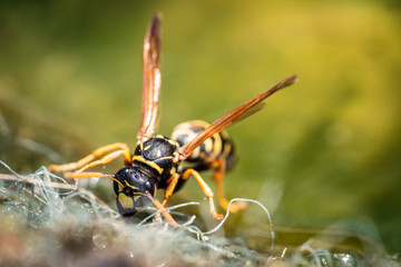 Nahaufnahme einer Wespe - Vespula vulgaris