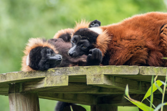 Two Red Ruffed Lemurs Grooming One Another