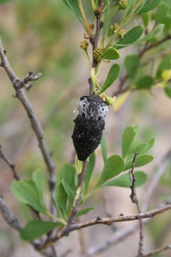 Black beetle crawling on a branch