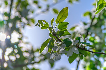 Flowering cherry tree.