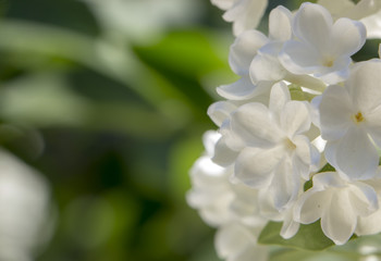Honey white lilac close-up, with selective focus.