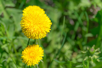 Dandelion close up. Blurry background.
