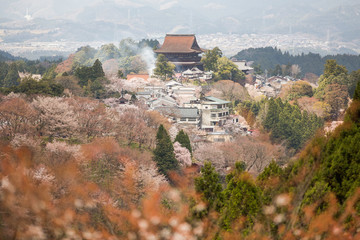 Fototapeta na wymiar Mount Yoshino cherry blossom trees, Japan