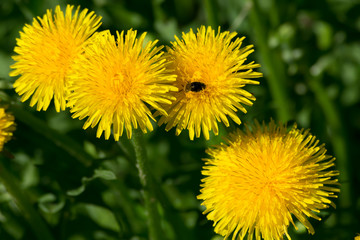 Bee in dandelion close up. Blurry background.