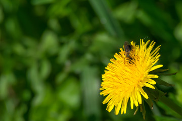 Bee in dandelion close up. Blurry background.