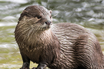 Otter looking to the side, Riverside