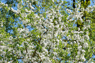 Flowering apple tree.