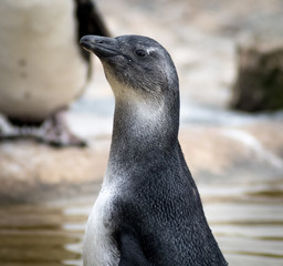 Black Footed Penguin Profile