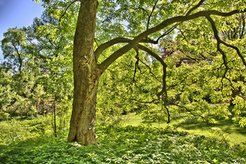 A small glade with trees and a green grass in the city summer park
