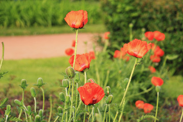 Obraz premium poppies on the lawn