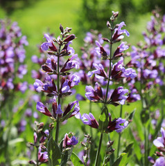 Sage, salvia officinalis , in organic garden. Medicinal herb. Concept of healthy nutrition.