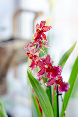 Beautiful miltonia orchid red colored on a window.