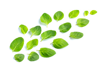 Leaves of fresh mint are laid out on a white background. Flight. Leaves pattern, top view