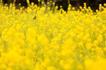 Obraz premium Rapeseed in Hamarikyu Park, Tokyo, Japan
