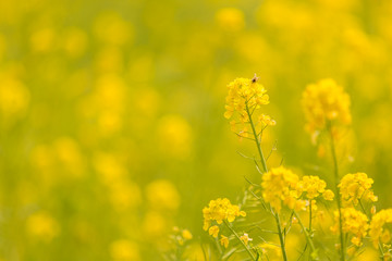 Rapeseed in Hamarikyu Park, Tokyo, Japan