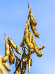 Soy field in Mato Grosso State, Brazil