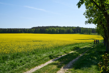 Elbsandsteingebirge Sächsische Schweiz