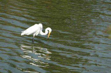 White heron catching a fish