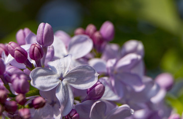 Fototapeta na wymiar Macro image of spring lilac violet flowers, abstract soft floral background