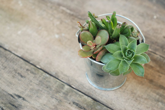 Decorative boiler Mix variety of Succulent Flowers in Pot Plants in Garden. rustic wooden board.