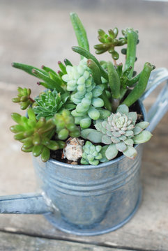 Decorative Watering Can Succulent Flowers in Pot Plants in Garden. rustic wooden board.