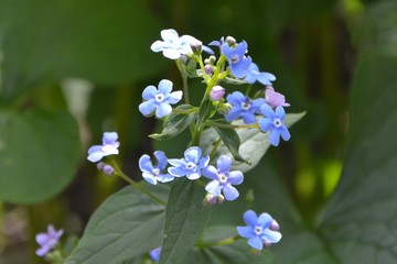 Brunnera the spring flower in a garden closeup.