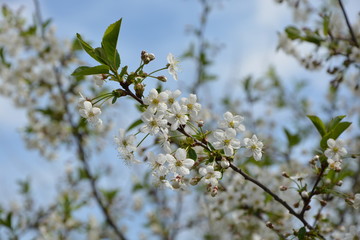 A branch of cherry blossoms against the blue sky.
