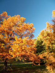 Autumn Maple Beautiful Landscape