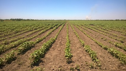 Fototapeta na wymiar cotton field